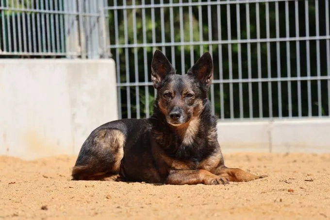 Hund aus Tierheim, Lulu | Braun Schwarz Mischling Weiblich