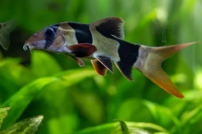 Prachtschmerle - Prachtschmerle zur Adoption