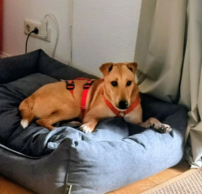 Sinmara - mischling zur Adoption