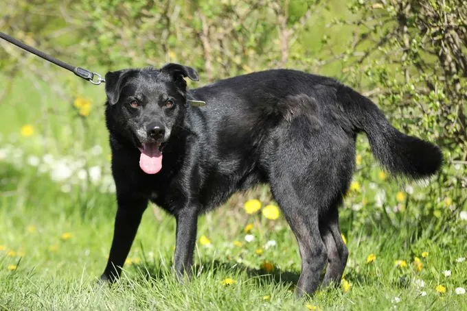 Dog from shelter, Goliath | Schäferhund Mix Male