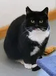 Hanni - EKH zur Adoption