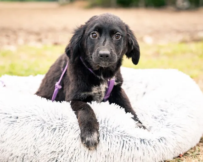 Nadina - mischling zur Adoption