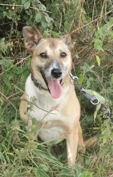 Elva - Mischling zur Adoption