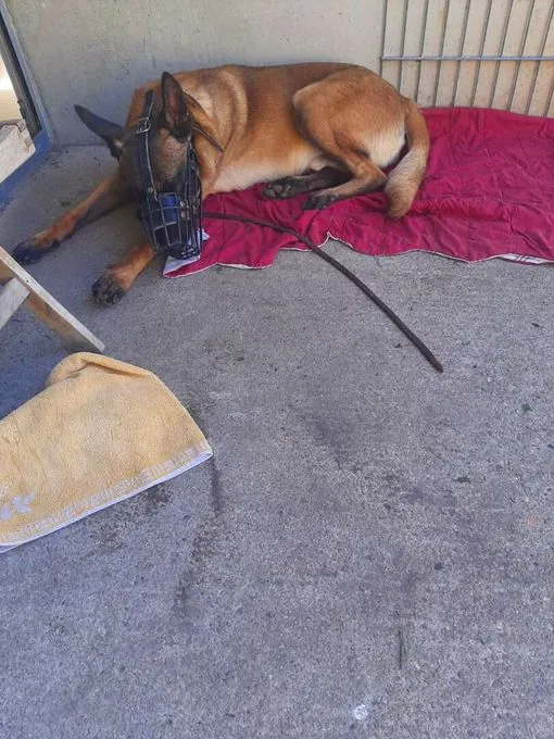 Dog from shelter, Lio | Malinois Female