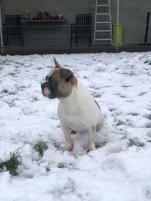 Dog from shelter, Brutus | Französische Bulldogge Male