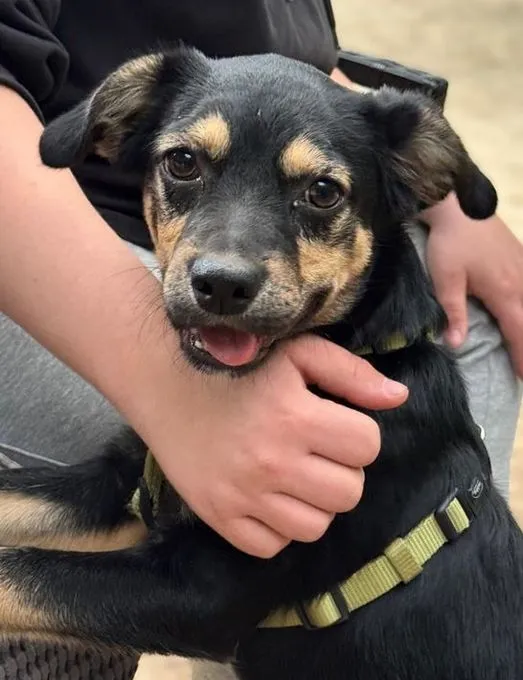 Selindo - Mischling zur Adoption