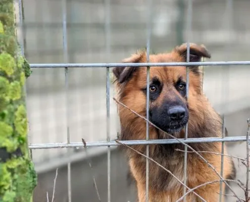 Dog from shelter, Spike | Hütehund Mix Male