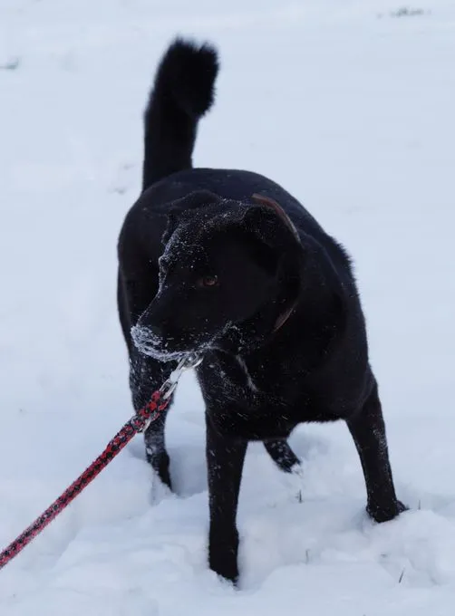 Dog from shelter, Buddy | Schäferhund Mix Male