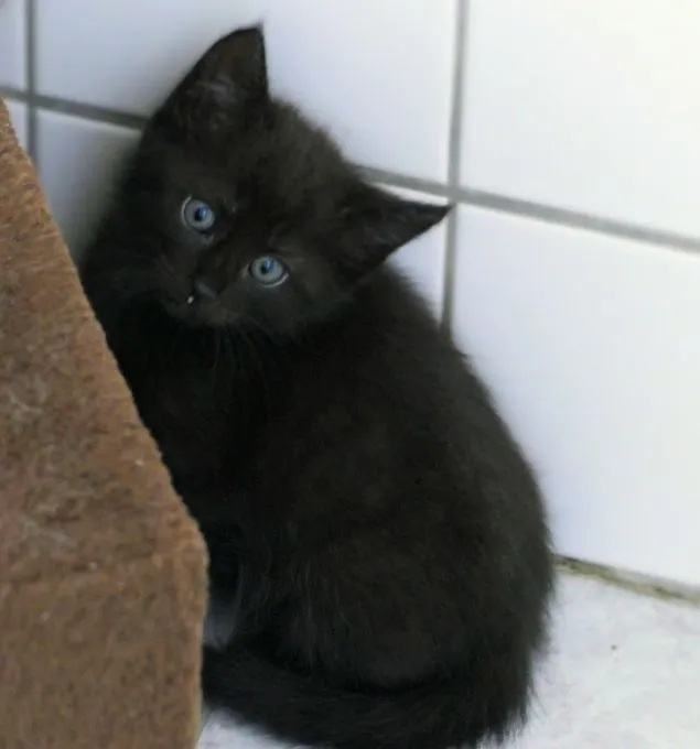Sunnys Kitten - EKH zur Adoption