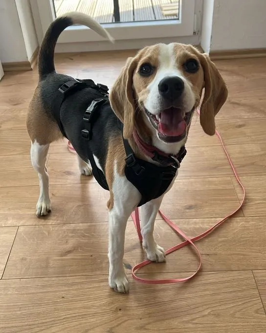 Roxxi - beagle zur Adoption