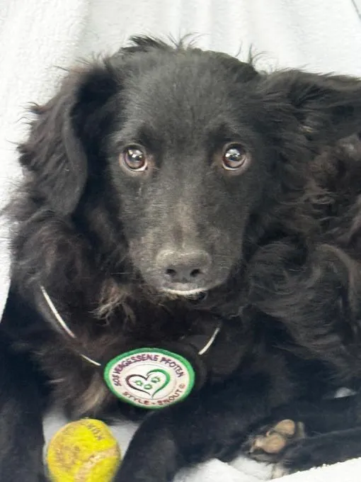Ace - mischling zur Adoption