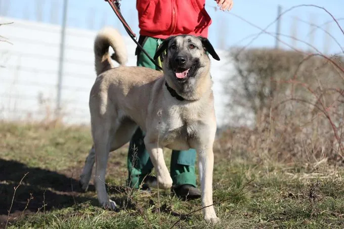 Hund aus Tierheim, Melek | Kangal Weiblich