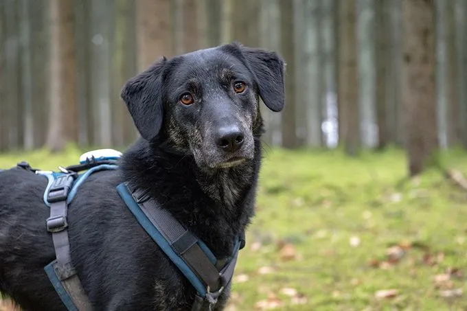 Sabi - Mischling zur Adoption