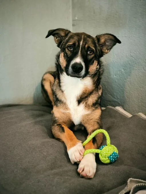 Dog from shelter, Dietrich | Braun Schwarz Mischling Male
