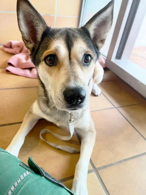 Hund aus Tierheim, Shila | Husky Labrador Mix Weiblich