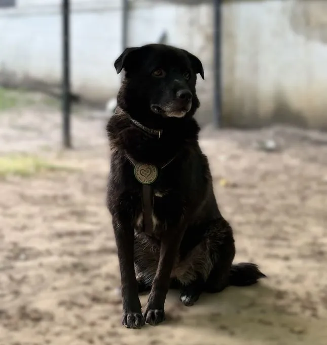 Smilla - mischling zur Adoption