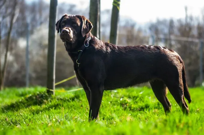 Dog from shelter, Lani | Braun Labrador Female