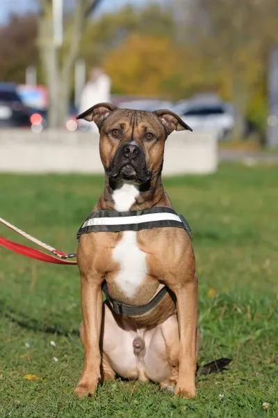 Dog from shelter, Moritz | Staffordshire Mix Male