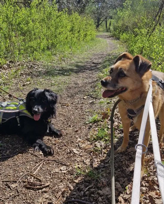 Lilo - mischling zur Adoption