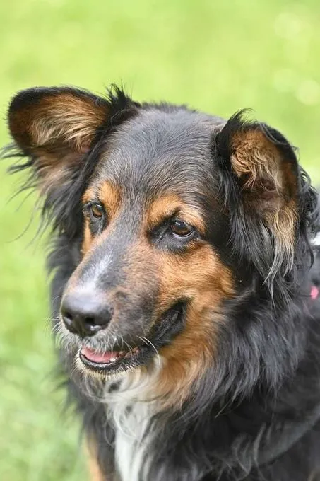 Dog from shelter, Taison | Schäferhund Collie Mix Female