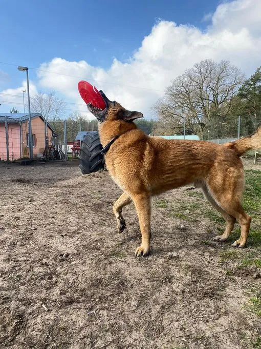 Dog from shelter, Phex | Hellbraun Belgischer Schäferhund Mischling Male