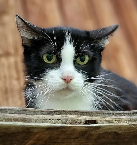 Penny - EKH zur Adoption