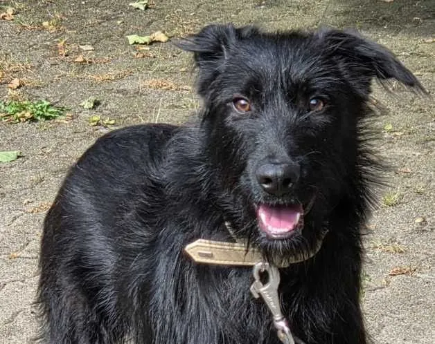 Wilma - Mix zur Adoption