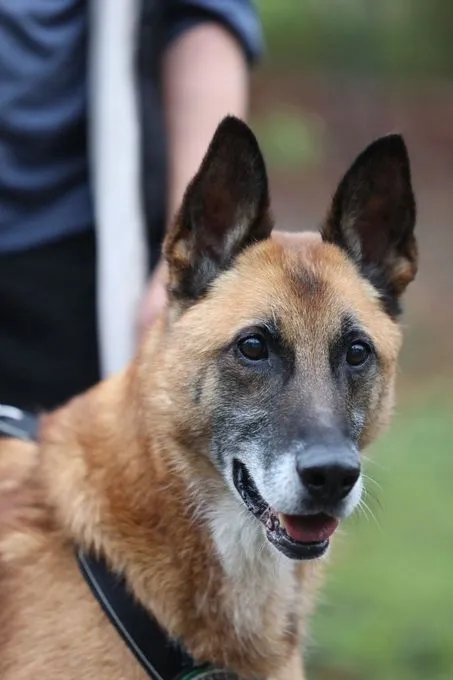 Merlin - Mischling  zur Adoption