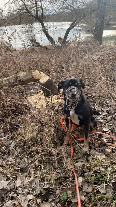 Dog from shelter, Crassus | Tricolor Mischling Male