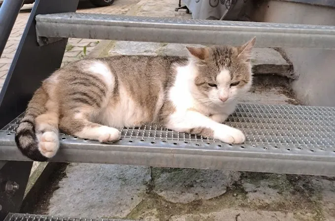 Samson - ekh zur Adoption