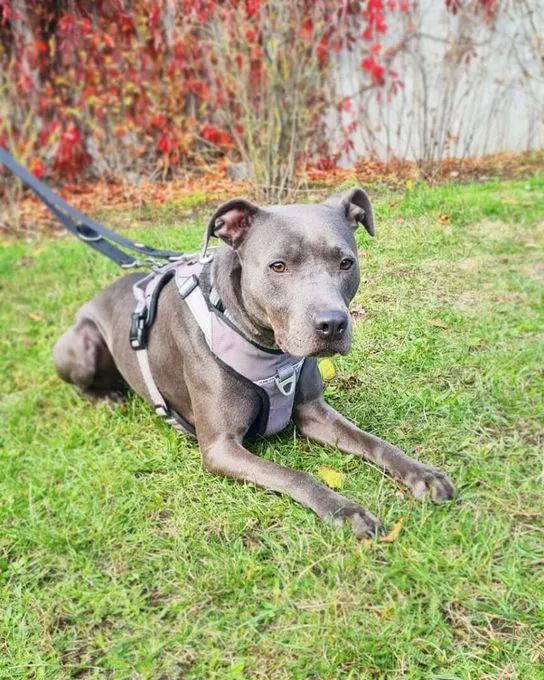 Dog from shelter, Raven | Staffordshire Terrier Female