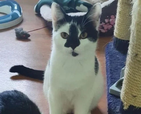 Katze aus Tierheim, Sid Peaches Ellie | Männlich