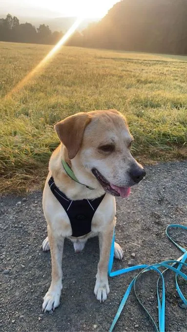 Dog from shelter, Quincy | Labrador Mix Male