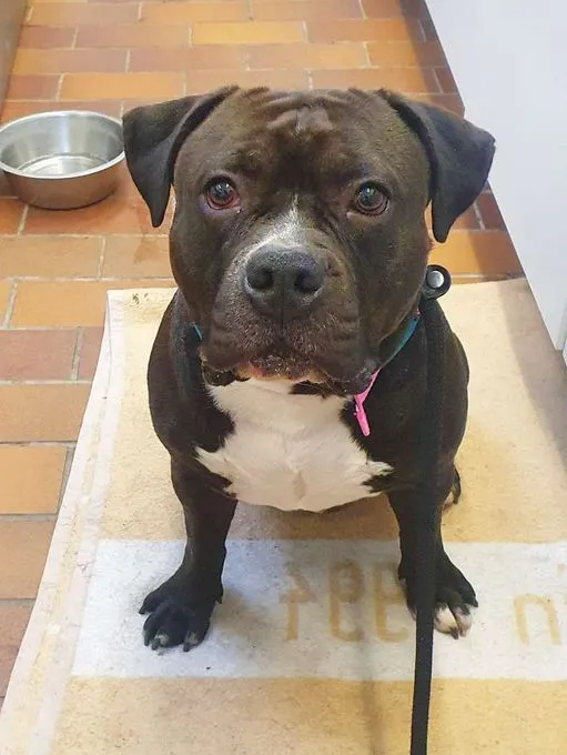 Hund aus Tierheim, Clyde | American Bully Stafford Mix Männlich