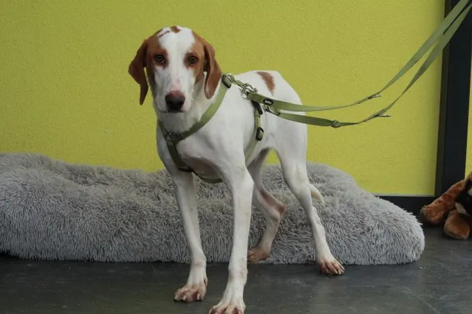 Cooper - Mischling zur Adoption