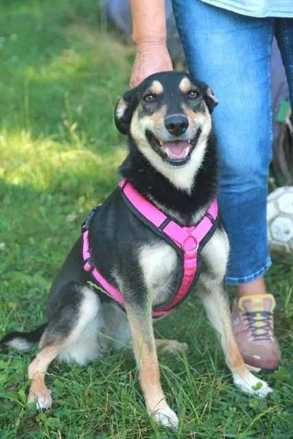 Dog from shelter, Irma | Schwarz Braun Mischling Female