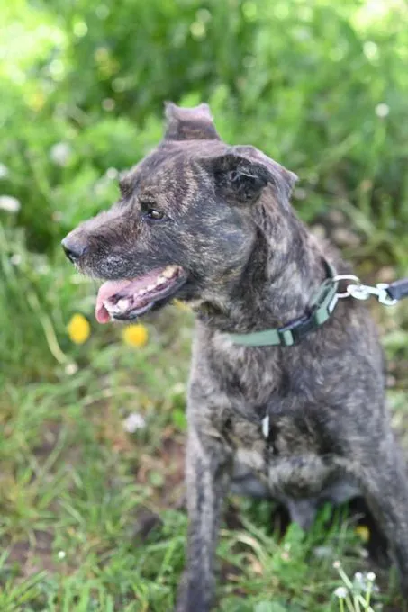 Dog from shelter, Donnie | Schnauzer Mix Female
