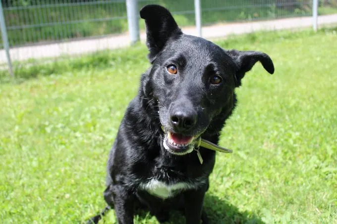 Dog from shelter, Merlin | Schwarz Mischling Male