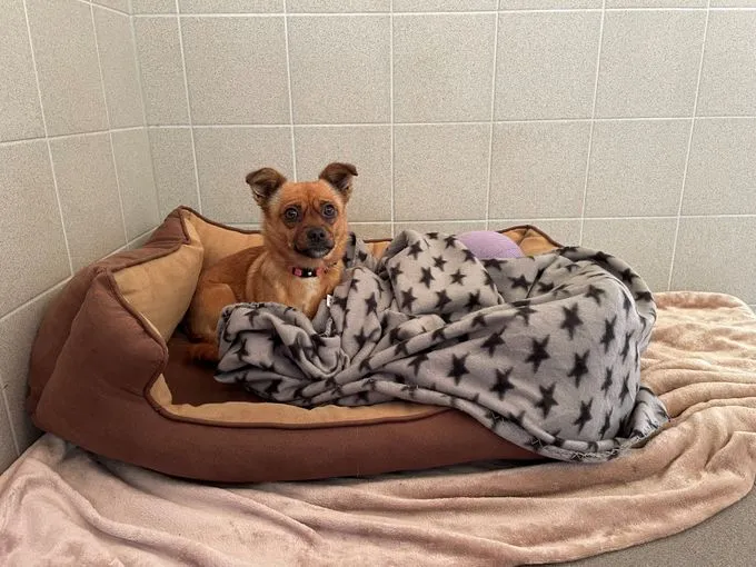 Dog from shelter, Rachel | Beige Chihuahua Mischling Female