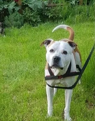 Dog from shelter, Wotan | Pitbull Male