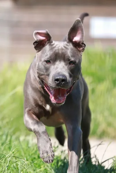 Dog from shelter, Racoon | Staffordshire Mix Male