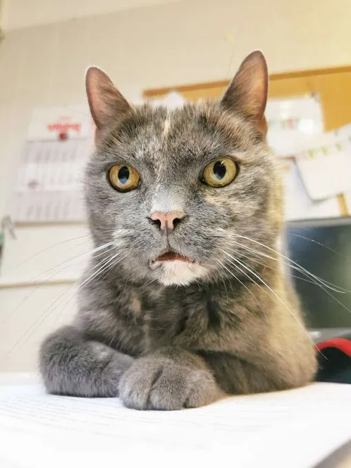 Katze aus Tierheim, Tessa | Ekh Weiblich