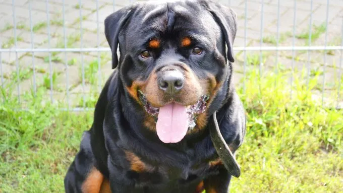 Arkor - rottweiler zur Adoption