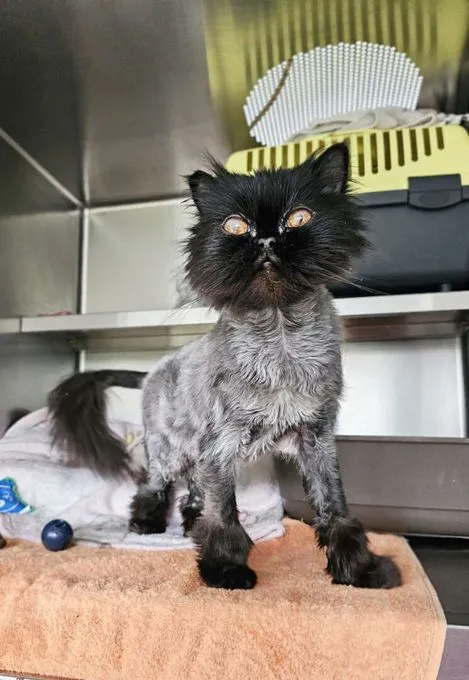 Nyx - Perser-Mix zur Adoption
