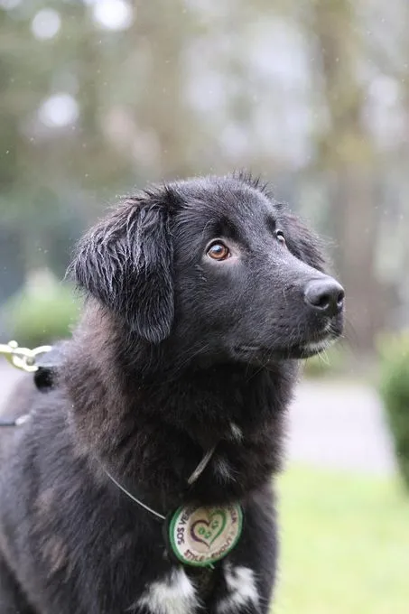 Lassie - Mix zur Adoption