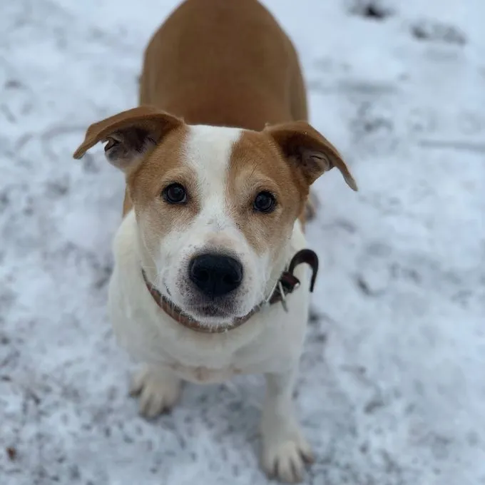 Christoph - Mischling zur Adoption