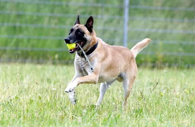 Hund aus Tierheim, Rusty | Malinois Männlich