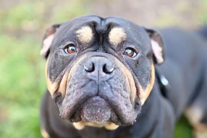 Sam - Olde English Bulldog zur Adoption