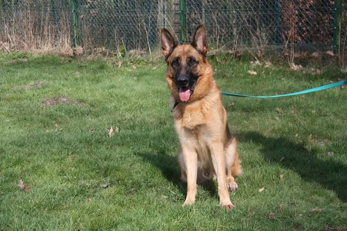 Dog from shelter, Jason | Schäferhund Male