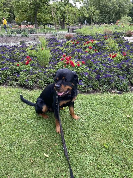 Hund aus Tierheim, Diego | Schwarz Rottweiler Männlich